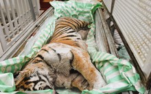 Phát hiện 2 cá thể hổ cấp đông trong hầm một ngôi nhà ở Thanh Hóa: Bí mật sau cánh cửa sắt khiến nhiều người rùng mình