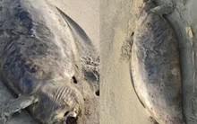 “Nàng tiên cá” đã tuyệt chủng vừa tái xuất? Phát hiện xác sinh vật bí ẩn dài 1,5 mét, phần đầu đã phân hủy