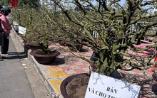 Tết này, cho thuê mai không còn “hốt bạc”