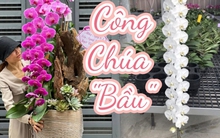 Tự nhiên Tết năm nay, người ta lại thi nhau mua một loại hoa có cái tên cực mỹ miều đi biếu tặng, vừa có gu vừa tinh tế