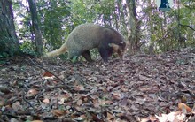 "Báu vật" trong Sách Đỏ xuất hiện tại khu rừng lớn nhất xứ Nghệ