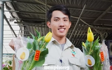 Người dân Đà Nẵng bị hoa tulip xứ lạnh mê hoặc