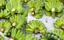 'Cháy hàng' chuối xanh lộc tài 700.000/nải