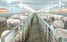 Các 'ông lớn' ngành chăn nuôi kinh doanh ra sao trong năm 2025?