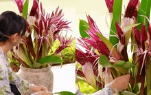 "Phú bà Long Biên" mách nước chưng Tết: Chỉ một bình hoa náng đỏ, nhà cửa thơm nức, rước lộc đầy tay