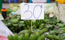 Chuối xanh 28 Tết: Từ nửa triệu ‘rơi’ xuống 30.000 đồng vẫn ế