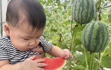 Nhà có em bé mê dưa, mẹ trồng hẳn vườn dưa mấy nghìn quả, ngắm cả khu vườn xanh mát khiến ai ghé cũng phải ngỡ ngàng