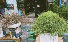 Không phải mai đào rực rỡ, đây mới là mùi hương "gây thương nhớ" nhất tháng Chạp, xoa dịu mọi giông bão năm cũ