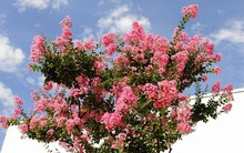 3 loại cây “đại cát đại lợi” nên trồng trong nhà dịp năm mới