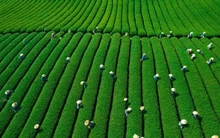 Mê mẩn đồi chè Mộc Châu mùa xuân