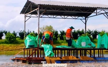 Thấy gì từ kỷ lục xuất khẩu thủy sản 11 tỷ USD?