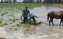 Philippines, Indonesia dừng nhập khẩu, điểm danh loạt doanh nghiệp xuất khẩu gạo vẫn đón tin vui