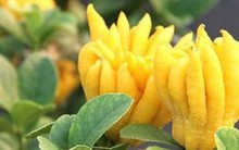 5 loại cây trồng trong nhà mang tới sung túc, may mắn năm 2026