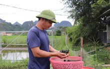 Bỏ lúa nuôi loài 'nhả ngọc' trong nước đá vôi không tốn 1 xu, hộ nông dân kiếm hơn 1 tỷ đồng