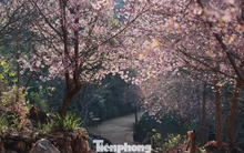 Mai anh đào trên cao nguyên Mộc Châu vào mùa đẹp nhất năm