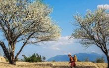 Mê mẩn hoa mận trắng xóa vùng sơn cước