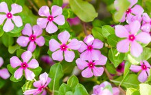 7 loại cây nên trồng ngay bây giờ