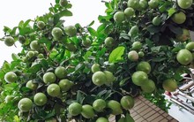 4 loại cây nên trồng tại ban công trong năm Bính Ngọ tăng vượng khí, giúp trường thọ