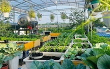 Ngắm khu vườn 80m2 phủ kín rau trái trên sân thượng của cô gái trẻ tại TP.HCM