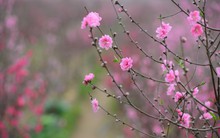 "Hái lộc" đầu xuân Bính Ngọ tại một số nhóm cổ phiếu dự báo hút mạnh dòng tiền