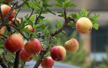 3 loại cây chiêu tài lộc, giải độc gan nên trồng trong nhà