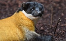 "Báu vật" cực kỳ hiếm gặp ngoài tự nhiên xuất hiện tại khu rừng lớn nhất xứ Nghệ