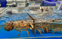 Việt Nam vừa đón một tin cực vui từ Trung Quốc