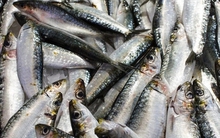 Mỹ đánh giá: Không phải cá hồi, đây mới là loài cá “tốt nhất thế giới”, cực giàu omega-3, đi chợ thấy thì nên mua ngay