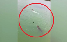 Bơi tại khu dự trữ sinh quyển, nam thanh niên bất ngờ bị "thủy quái" dài 3m truy đuổi