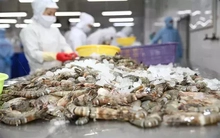 Thuế giảm, tôm Việt tăng tốc vào thị trường Mỹ