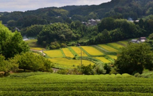 Buồn của nền kinh tế lớn thứ 4 thế giới: Matcha bùng nổ toàn cầu nhưng canh tác lại gặp khó, giá trà tăng đến 86%