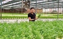 Chàng trai bỏ phố về quê trồng rau, doanh thu gần 20 tỷ/năm, cung ứng cho loạt siêu thị lớn như Co.opmart, VinMart, Aeon