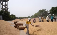 Đối thủ gạo lớn nhất của Việt Nam đón cú sốc đầu năm