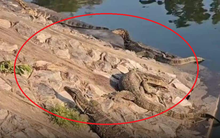 Thành phố bị 1 loài động vật khổng lồ xâm chiếm, người dân sợ hãi phải cầu cứu cơ quan chức năng