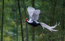 "Phượng hoàng trắng" lộ diện giữa đại ngàn lớn nhất Nghệ An