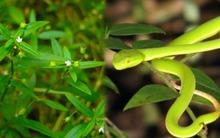 5 cây dụ rắn vào nhà