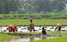 Xuất khẩu gạo của một ông lớn châu Á bất lao dốc hơn 40% vì Ấn Độ - có còn sức đối đầu Thái Lan, Việt Nam?