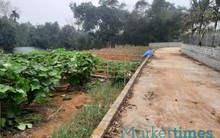 Hướng dẫn cách người dân phán ánh vi phạm đất đai qua đường dây nóng