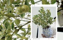 Trang trí nhà đón Tết: Loại quất kén người chơi nhưng khi đã hợp thì sang khỏi phải bàn