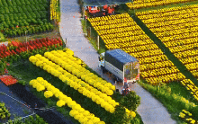 Làng hoa miền Tây đẹp nhất Việt Nam, cả nước sững sờ