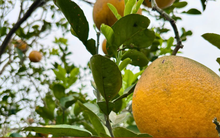 Vườn bưởi Diễn hối hả thu hoạch chuẩn bị Tết Nguyên đán