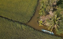 Chuyện lạ Cà Mau: Nuôi loài ‘thuỷ quái’ xanh biếc cùng với lúa, dân thu lãi kỷ lục chưa từng có