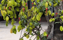 Cây khế viral TikTok với 3 triệu views, trả 15 triệu chủ nhà kiên quyết: Không bán