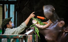 'Chiến thần' Capybara góp sức đưa Vườn thú 160 tuổi giữa lòng Sài Gòn đạt doanh thu kỷ lục gần 150 tỷ