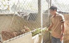 Nuôi loài thú chi phí cực rẻ mà tạo ra thứ "đại bổ", nông dân 9X thu về hơn 1 tỷ đồng/năm