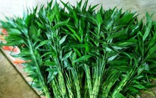 3 loại cây nên đặt trong nhà năm Bính Ngọ