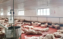 'Lâu lắm rồi người nuôi lợn mới có cái Tết vui như thế này'