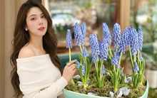 Loài hoa đang được chị em Hà Nội săn lùng dịp Tết: Giá chỉ bằng bát phở mà sang chảnh như trời Tây, đặt đâu cũng thấy lộc về