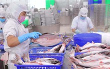 Vĩnh Hoàn báo lãi 245 tỷ đồng quý 4/2025, giảm 44% so với cùng kỳ, cổ phiếu kịch sàn