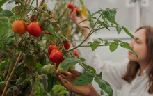 Phát minh của Anh gây rung chuyển ngành thực phẩm: Tạo ra giống cà chua mini năng suất gấp 5 lần truyền thống, có thể trồng 100 cây trên 1m2